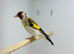 Siberian goldfinche