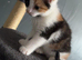 Beautiful calico kitten