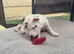 We have 1 puppie left English bull terrier cross staffy cross german sheapard