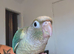2 female conures 10 weeks old
