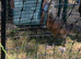 Indian runner ducks - 6 weeks old NN1