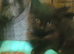 2 special mainecoon kits