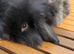 Mini lion lop bunnies