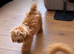 Beautiful CockerSpanial X Poodle pups