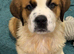 Saint Bernard Puppys for sale