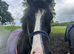 Stunning black Welsh sec D