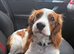 11 month old King Charles cavalier.