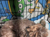 Shipoochis X2 females