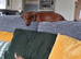 Dachshund puppy