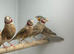 Cut throat finches