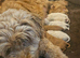 Toy Goldendoodles ~ READY TO LEAVE (UPDATED INFORMATION)
