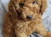 KC registered Toy Poodle puppies ready now