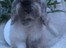 Mini lop doe