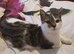 British Short Hair Maine coone cross kitten