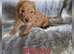 Cockapoo F1b