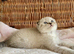 ABSOULETLY BEAUTIFUL KITTENS (READY FRIDAY)