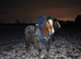 Registered Welsh C, Gelding, 12.3hh
