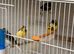 Males and females canary's available