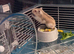 Looking to re home our dwarf hamster