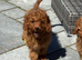 Taz  soft gentle boy looking for his 5 * home