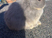 Rare lilac and tan netherland dwarfs Babys
