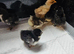 Pekin chick's