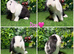 Pure breed mini lops Doe&Buck