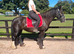 14.2hh 6 year old mare