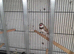 Diamond firetail