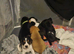 6 gorgeous puppy for sale 2 boys 4girls