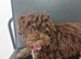 Chocolate tan maltipoo