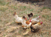 LAST 3 SERAMA HENS