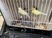 Kakarikis finches gouldians alexanderine others