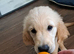 Golden retriever  boy