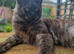 Tica registered black smoke mainecoon