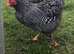 Plymouth Rock bantams
