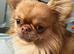 2 beautiful apple head chihuahau boys