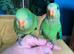 Hand reared baby superb parrot