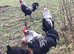 FRENCH SILVER BLACK MARAN HATCHING EGGS