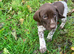 Beautiful Gsp puppies