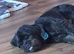 Frenchiepoo Rehome