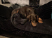 Stunning chocolate and tan doberman