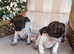 Jack russel puppies