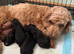 Three beautiful girl cockapoo puppy left