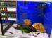 Female Bettas (Betta splendens)