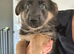 German shepherd puppies