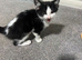 Cute 8 week old kitten female