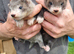 Kits to be born on the 10/06 from Black self mum - sired silver semi angora hob