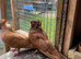 Fancy pigeons for sale feleghazers