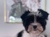 Beautiful small Biewer Yorkshire Terrier Pedigree